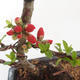 Venkovní bonsai - Chaenomeles spec. Rubra - Kdoulovec VB2020-145 - 2/3
