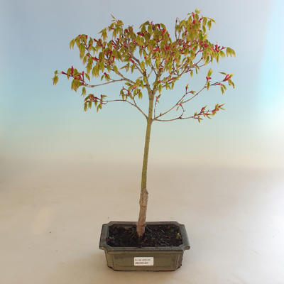 Acer palmatum Aureum - Javor dlanitolistý zlatý VB2020-469 - 2