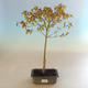 Acer palmatum Aureum - Javor dlanitolistý zlatý VB2020-469 - 2/4