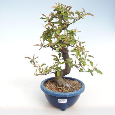 Venkovní bonsai -  Pseudocydonia sinensis - Kdouloň čínská VB2020-416 - 2