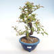 Venkovní bonsai -  Pseudocydonia sinensis - Kdouloň čínská VB2020-416 - 2/2