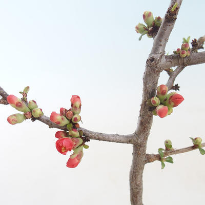 Venkovní bonsai - Chaenomeles spec. Rubra - Kdoulovec VB2020-146 - 2