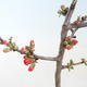 Venkovní bonsai - Chaenomeles spec. Rubra - Kdoulovec VB2020-146 - 2/3