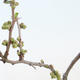 Venkovní bonsai - Chaenomeles sup. jet trail - Kdoulovec bílý VB2020-153 - 2/4