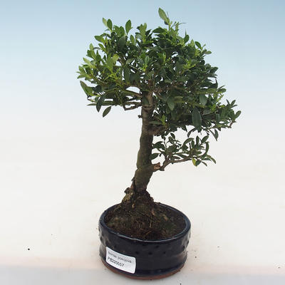 Pokojová bonsai - Ilex crenata - Cesmína PB220557 - 2