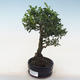 Pokojová bonsai - Ilex crenata - Cesmína PB220557 - 2/2
