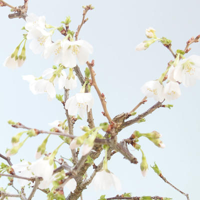 Venkovní bonsai - Prunus in Kojonno mai-Slivio - Slivoň VB2020-160 - 2