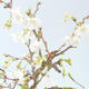 Venkovní bonsai - Prunus in Kojonno mai-Slivio - Slivoň VB2020-160 - 2/2