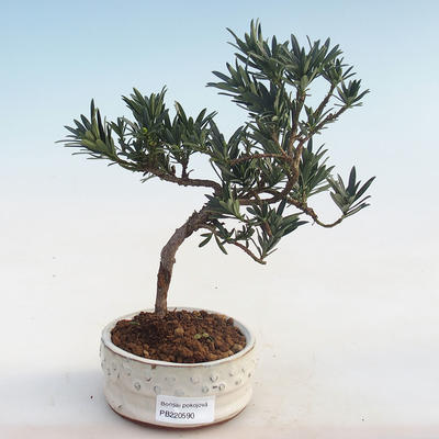 Pokojová bonsai - Podocarpus - Kamenný tis PB220590 - 2