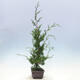 Venkovní bonsai - Juniperus chinensis Itoigawa-Jalovec čínský - 2/4