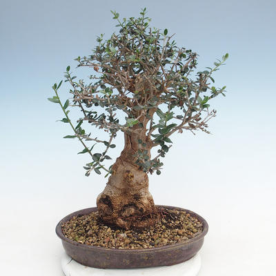 Pokojová bonsai - Olea europaea sylvestris -Oliva evropská drobnolistá PB220627 - 2