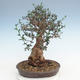 Pokojová bonsai - Olea europaea sylvestris -Oliva evropská drobnolistá PB220627 - 2/5