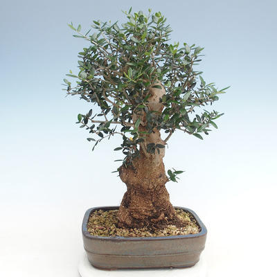 Pokojová bonsai - Olea europaea sylvestris -Oliva evropská drobnolistá PB220629 - 2