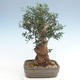 Pokojová bonsai - Olea europaea sylvestris -Oliva evropská drobnolistá PB220629 - 2/5
