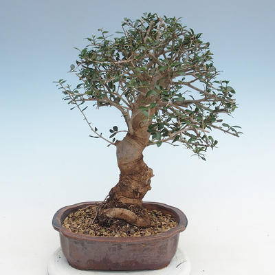 Pokojová bonsai - Olea europaea sylvestris -Oliva evropská drobnolistá PB220637 - 2