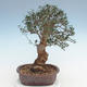 Pokojová bonsai - Olea europaea sylvestris -Oliva evropská drobnolistá PB220637 - 2/5