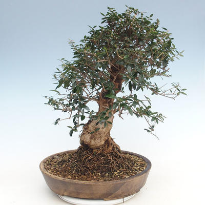 Pokojová bonsai - Olea europaea sylvestris -Oliva evropská drobnolistá PB220639 - 2