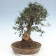 Pokojová bonsai - Olea europaea sylvestris -Oliva evropská drobnolistá PB220639 - 2/5