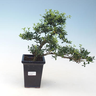Pokojová bonsai - Ilex crenata - Cesmína PB220663 - 2