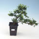 Pokojová bonsai - Ilex crenata - Cesmína PB220663 - 2/3