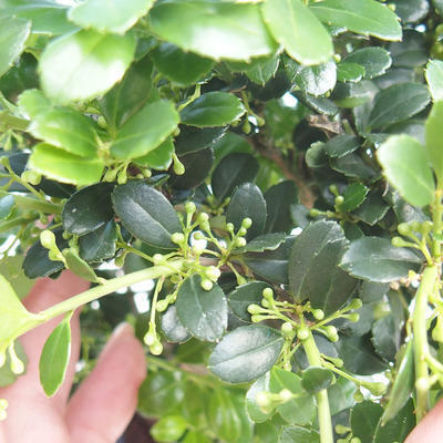 Pokojová bonsai - Ilex crenata - Cesmína - 2