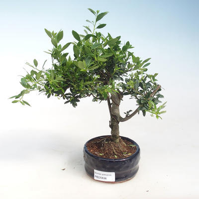 Pokojová bonsai - Ilex crenata - Cesmína PB220698 - 2