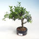 Pokojová bonsai - Ilex crenata - Cesmína PB220698 - 2/2