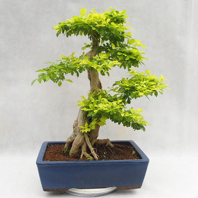 Pokojová bonsai - Duranta erecta Aurea PB2191206 - 2