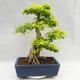 Pokojová bonsai - Duranta erecta Aurea PB2191206 - 2/7