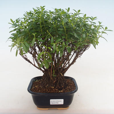 Pokojová bonsai - Cuphea - Japonská myrta PB220769 - 2