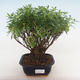 Pokojová bonsai - Cuphea - Japonská myrta PB220769 - 2/2