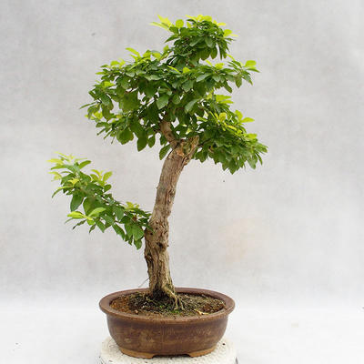 Pokojová bonsai - Duranta erecta Aurea PB2191207 - 2
