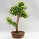 Pokojová bonsai - Duranta erecta Aurea PB2191207 - 2/4
