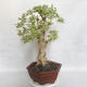 Pokojová bonsai - Duranta erecta Variegata - 2/5