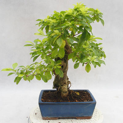 Pokojová bonsai - Duranta erecta Aurea PB2191208 - 2