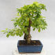 Pokojová bonsai - Duranta erecta Aurea PB2191208 - 2/6