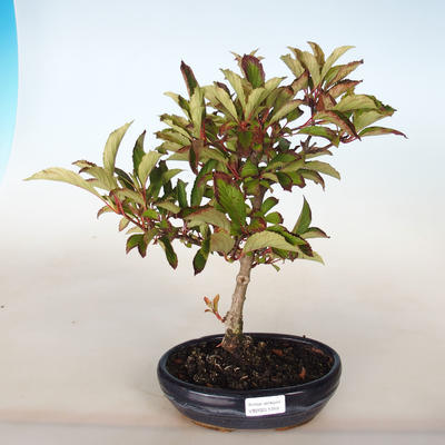 Venkovní bonsai-Kalina obecná-Viburum opulus - 2