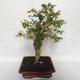 Pokojová bonsai - Cudrania equisetifolia - 2/5