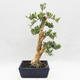 Pokojová bonsai - Buxus harlandii - korkový buxus - 2/7