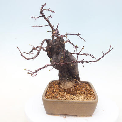 Venkovní  bonsai -  Pseudocydonia sinensis - Kdouloň čínská - 2