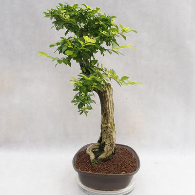Pokojová bonsai - Duranta erecta Aurea PB2191203 - 2
