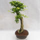 Pokojová bonsai - Duranta erecta Aurea PB2191203 - 2/7