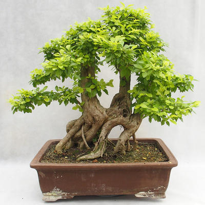 Pokojová bonsai - Duranta erecta Aurea PB2191210 - 2