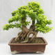 Pokojová bonsai - Duranta erecta Aurea PB2191210 - 2/7