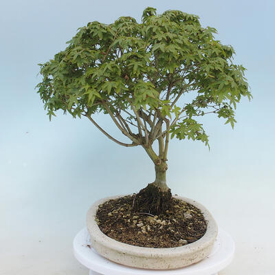 Acer palmatum KIOHIME - Javor dlanitolistý - 2
