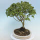 Acer palmatum KIOHIME - Javor dlanitolistý - 2/5