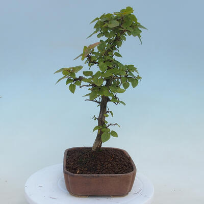 Venkovní bonsai - Carpinus CARPINOIDES - Habr korejský - 2