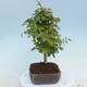 Venkovní bonsai - Carpinus CARPINOIDES - Habr korejský - 2/4