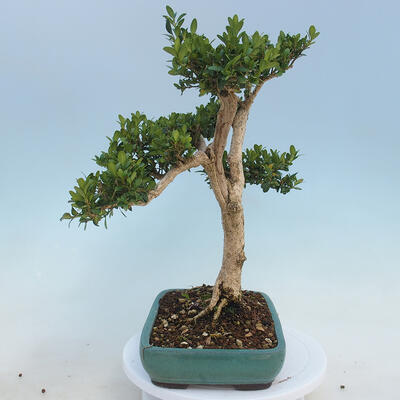 Venkovní bonsai - Buxus microphylla - zimostráz - 2