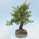 Venkovní bonsai-Mochna křovitá - potentila fruticosa žlutá - 2/6